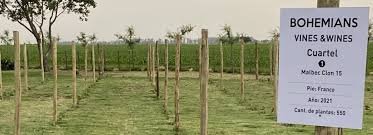 Bohemian Vines and Wines