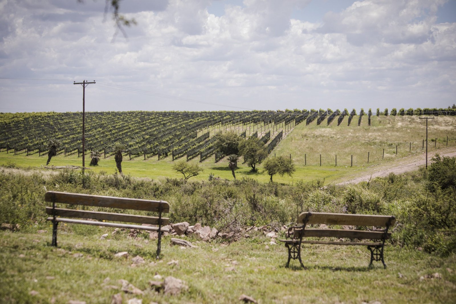 Viñedos de Bodega Del Gredal