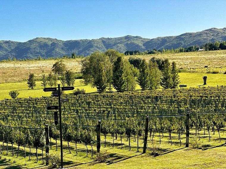 Viñedos de Bodega Vista Grande