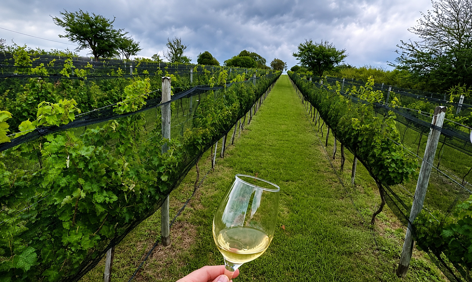 Viñedos de Finca Pu Duam