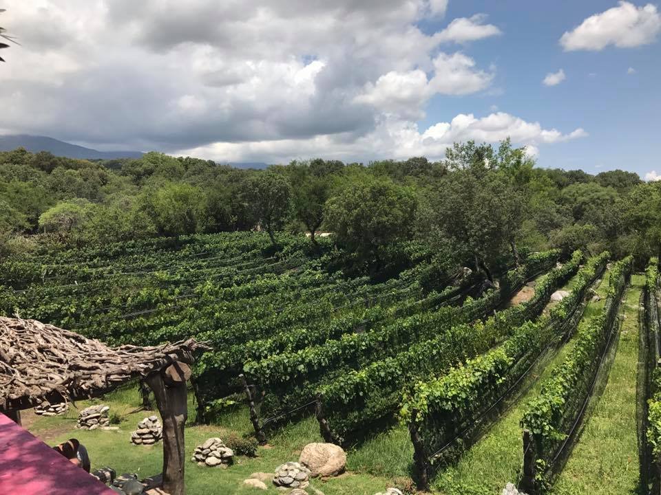 Caminatas entre viñedos