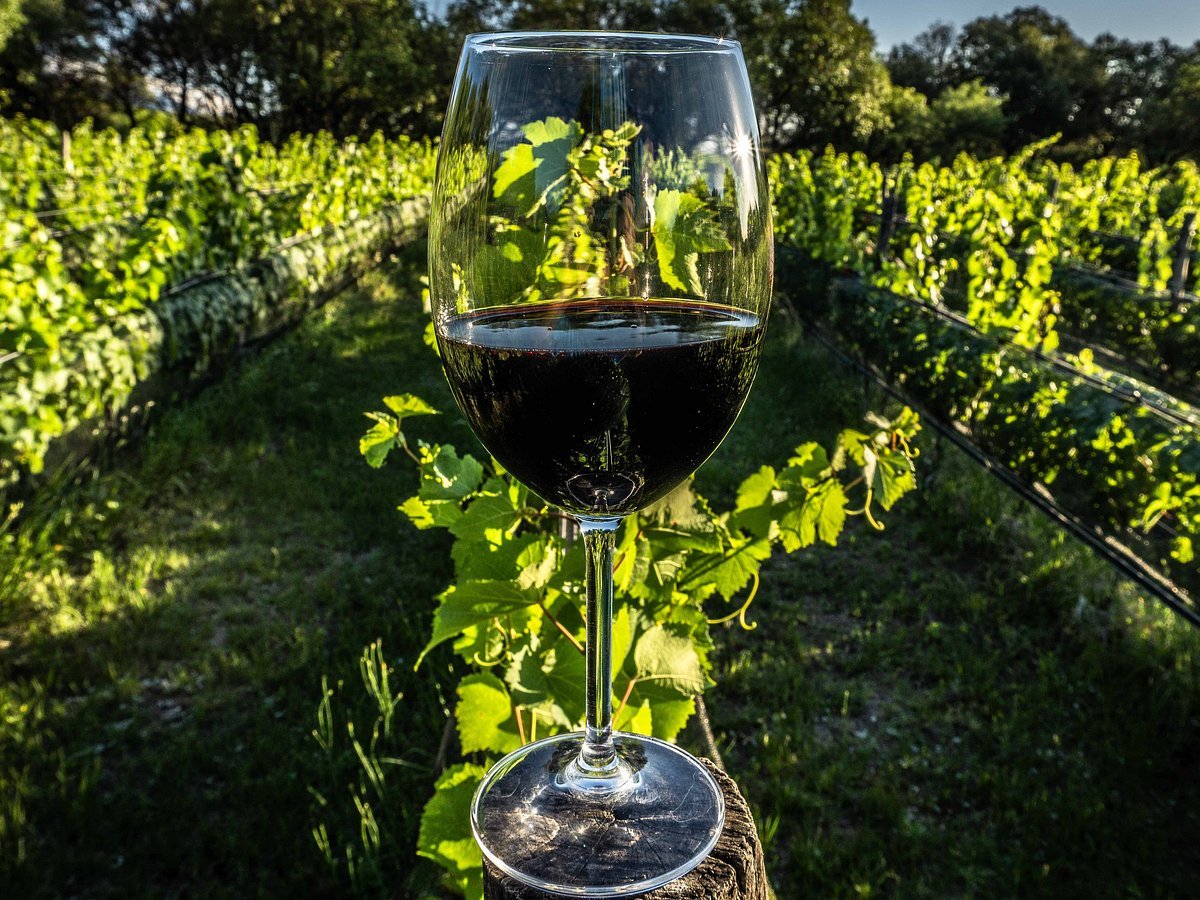 Viñedos de Aráoz de Lamadrid