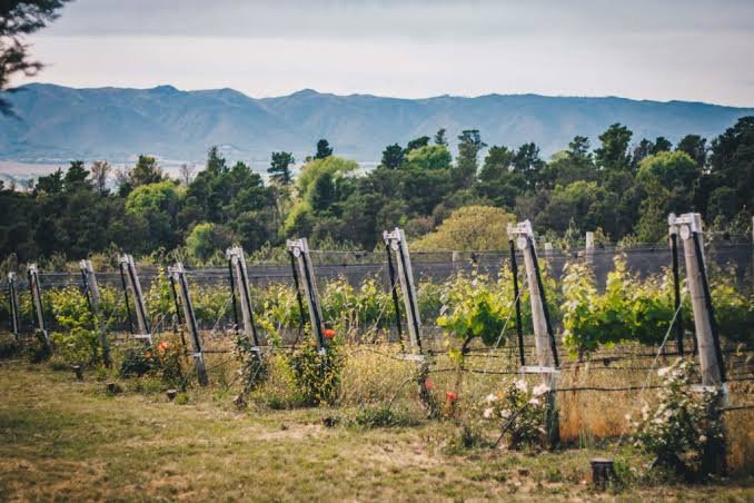 Bodega Río del Medio