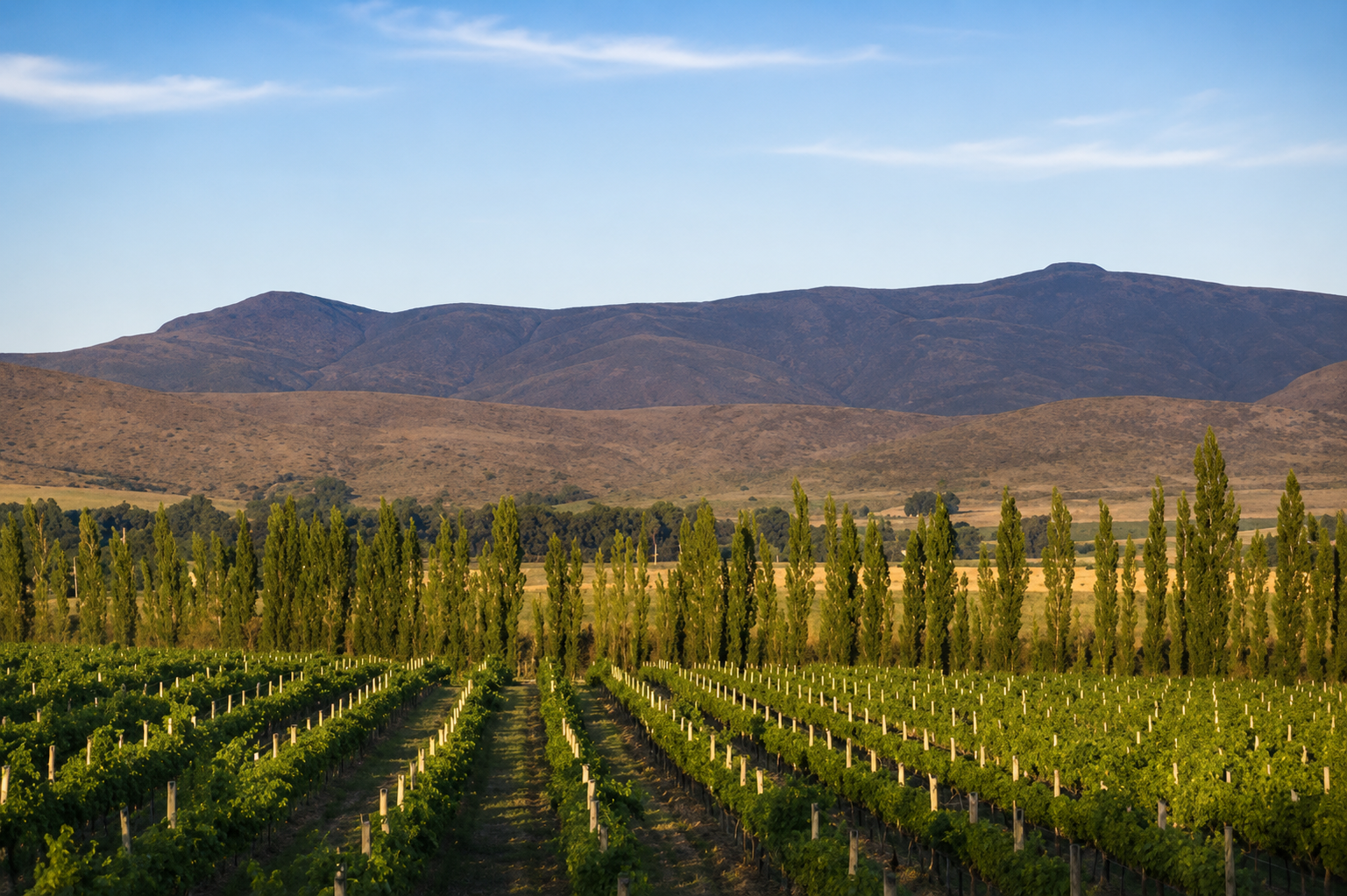 Bodega Sierra y Monte