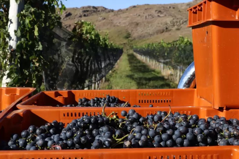 Bodega y Finca Alma Minera