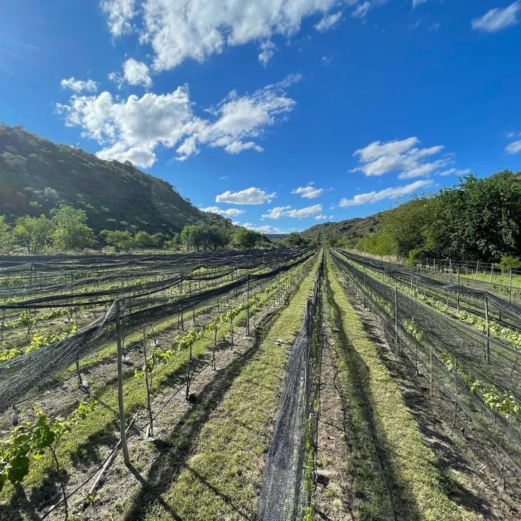Finca Benito