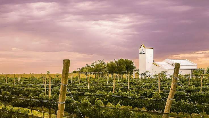 Finca Los Bayos - Chacra de Viñas y Nuez Pecán