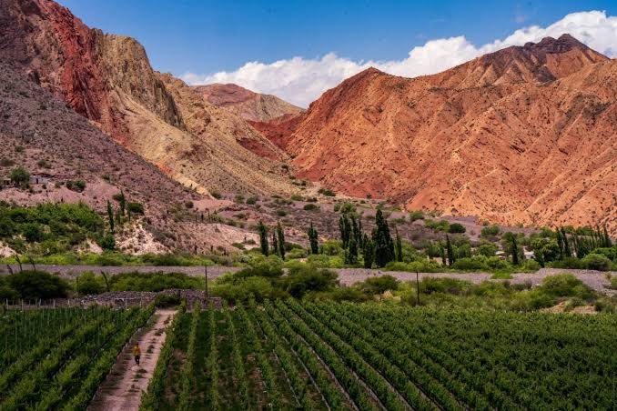 Huichaira Vineyards