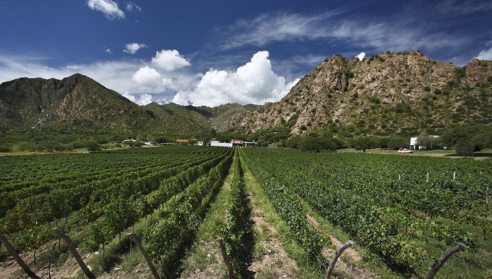 Viñedos y paisajes de Salta