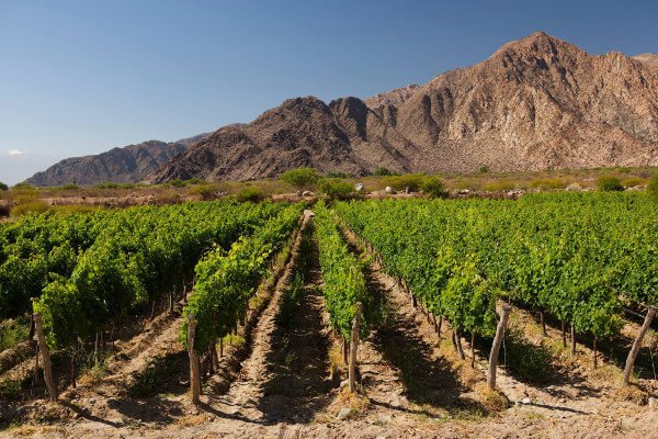 El paisaje como inspiración en Bodega Amalaya