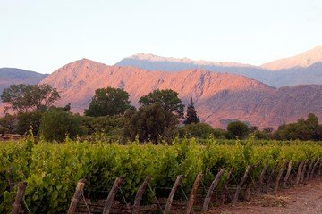 Viñedos a 2.260 metros en Bodega Humanao Amaicha
