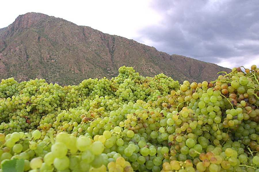 Uvas del Valle Calchaquí en Bodega Lavaque · Finca El Recreo