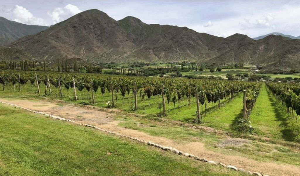 Viñedos a 2.600 metros en Bodega Puna